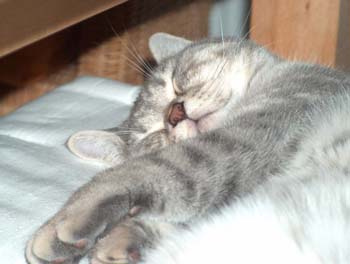 Einweihungsparty (31)