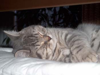 Einweihungsparty (33)